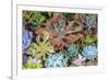 Close-up of succulent plants, San Diego, California, USA.-Stuart Westmorland-Framed Premium Photographic Print