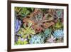 Close-up of succulent plants, San Diego, California, USA.-Stuart Westmorland-Framed Premium Photographic Print