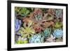 Close-up of succulent plants, San Diego, California, USA.-Stuart Westmorland-Framed Premium Photographic Print