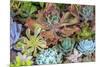 Close-up of succulent plants, San Diego, California, USA.-Stuart Westmorland-Mounted Premium Photographic Print