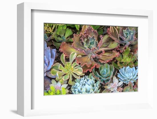 Close-up of succulent plants, San Diego, California, USA.-Stuart Westmorland-Framed Photographic Print