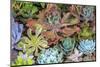 Close-up of succulent plants, San Diego, California, USA.-Stuart Westmorland-Mounted Photographic Print