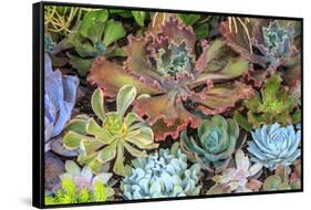 Close-up of succulent plants, San Diego, California, USA.-Stuart Westmorland-Framed Stretched Canvas