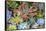 Close-up of succulent plants, San Diego, California, USA.-Stuart Westmorland-Framed Stretched Canvas