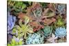 Close-up of succulent plants, San Diego, California, USA.-Stuart Westmorland-Stretched Canvas