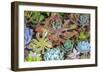 Close-up of succulent plants, San Diego, California, USA.-Stuart Westmorland-Framed Photographic Print