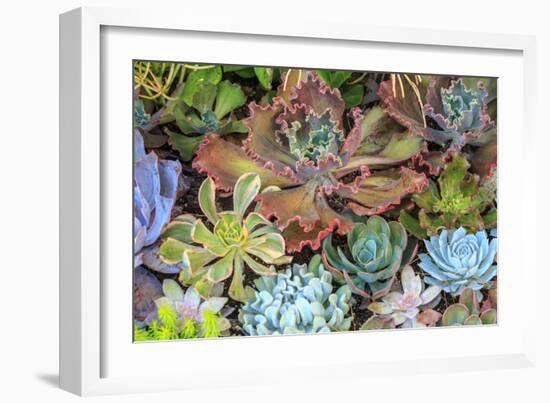 Close-up of succulent plants, San Diego, California, USA.-Stuart Westmorland-Framed Photographic Print