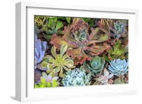 Close-up of succulent plants, San Diego, California, USA.-Stuart Westmorland-Framed Photographic Print