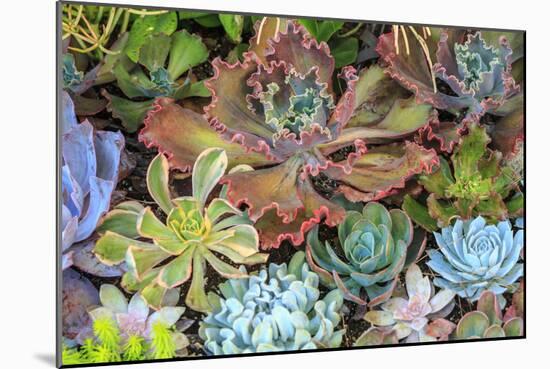 Close-up of succulent plants, San Diego, California, USA.-Stuart Westmorland-Mounted Photographic Print