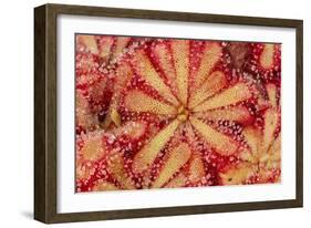 Close-Up of Sundew Plant-DLILLC-Framed Photographic Print