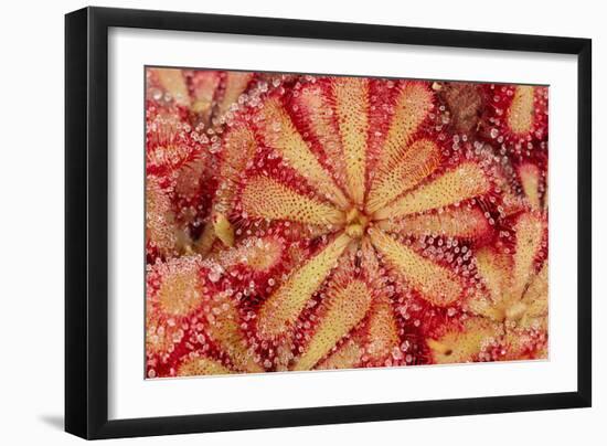 Close-Up of Sundew Plant-DLILLC-Framed Photographic Print