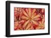 Close-Up of Sundew Plant-DLILLC-Framed Photographic Print