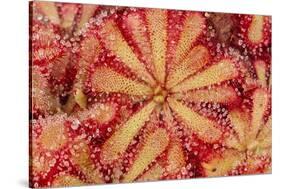 Close-Up of Sundew Plant-DLILLC-Stretched Canvas