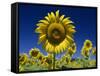 Close-Up of Sunflower in a Field of Flowers in Tuscany, Italy, Europe-Gavin Hellier-Framed Stretched Canvas