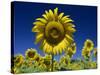 Close-Up of Sunflower in a Field of Flowers in Tuscany, Italy, Europe-Gavin Hellier-Stretched Canvas