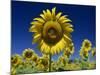 Close-Up of Sunflower in a Field of Flowers in Tuscany, Italy, Europe-Gavin Hellier-Mounted Photographic Print