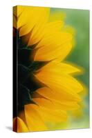 Close-Up of Sunflower-Darrell Gulin-Stretched Canvas