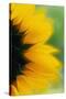 Close-Up of Sunflower-Darrell Gulin-Stretched Canvas