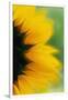 Close-Up of Sunflower-Darrell Gulin-Framed Premium Photographic Print