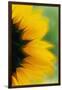 Close-Up of Sunflower-Darrell Gulin-Framed Premium Photographic Print