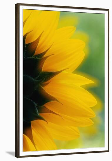 Close-Up of Sunflower-Darrell Gulin-Framed Premium Photographic Print