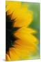Close-Up of Sunflower-Darrell Gulin-Mounted Premium Photographic Print