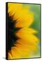Close-Up of Sunflower-Darrell Gulin-Framed Stretched Canvas