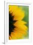 Close-Up of Sunflower-Darrell Gulin-Framed Photographic Print