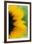 Close-Up of Sunflower-Darrell Gulin-Framed Photographic Print