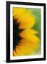 Close-Up of Sunflower-Darrell Gulin-Framed Photographic Print