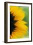 Close-Up of Sunflower-Darrell Gulin-Framed Photographic Print