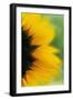 Close-Up of Sunflower-Darrell Gulin-Framed Photographic Print