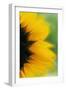 Close-Up of Sunflower-Darrell Gulin-Framed Photographic Print