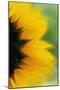 Close-Up of Sunflower-Darrell Gulin-Mounted Photographic Print