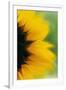 Close-Up of Sunflower-Darrell Gulin-Framed Photographic Print