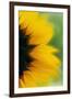 Close-Up of Sunflower-Darrell Gulin-Framed Photographic Print