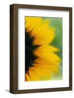 Close-Up of Sunflower-Darrell Gulin-Framed Photographic Print