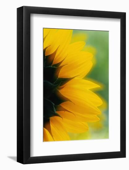 Close-Up of Sunflower-Darrell Gulin-Framed Photographic Print