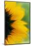 Close-Up of Sunflower-Darrell Gulin-Mounted Photographic Print