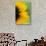 Close-Up of Sunflower-Darrell Gulin-Stretched Canvas displayed on a wall