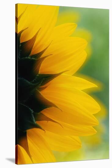 Close-Up of Sunflower-Darrell Gulin-Stretched Canvas