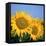 Close-Up of Sunflowers in Italy, Europe-Tony Gervis-Framed Stretched Canvas