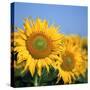 Close-Up of Sunflowers in Italy, Europe-Tony Gervis-Stretched Canvas