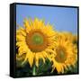Close-Up of Sunflowers in Italy, Europe-Tony Gervis-Framed Stretched Canvas