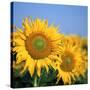 Close-Up of Sunflowers in Italy, Europe-Tony Gervis-Stretched Canvas