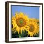 Close-Up of Sunflowers in Italy, Europe-Tony Gervis-Framed Photographic Print