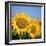 Close-Up of Sunflowers in Italy, Europe-Tony Gervis-Framed Photographic Print
