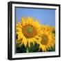 Close-Up of Sunflowers in Italy, Europe-Tony Gervis-Framed Photographic Print