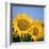 Close-Up of Sunflowers in Italy, Europe-Tony Gervis-Framed Photographic Print