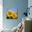 Close-Up of Sunflowers in Italy, Europe-Tony Gervis-Photographic Print displayed on a wall